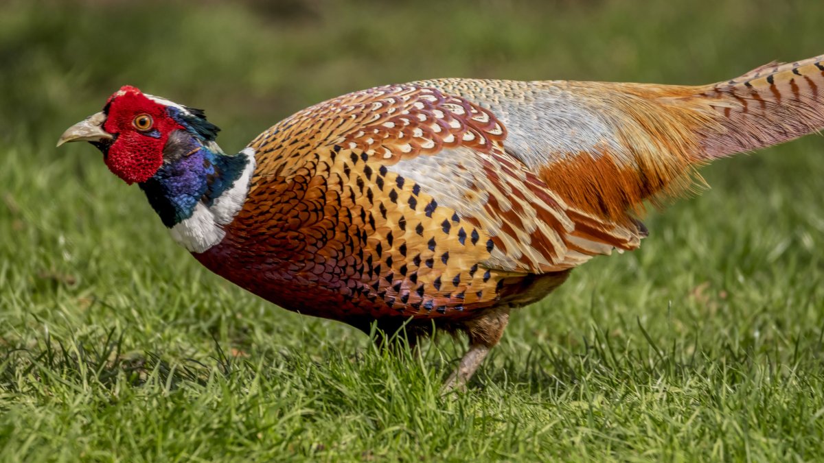 Арчибальд Торберн