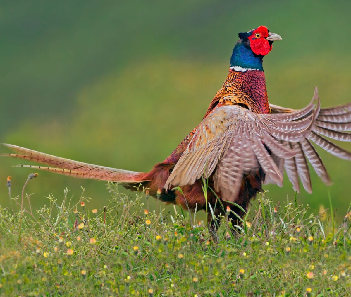 Северокавказский фазан