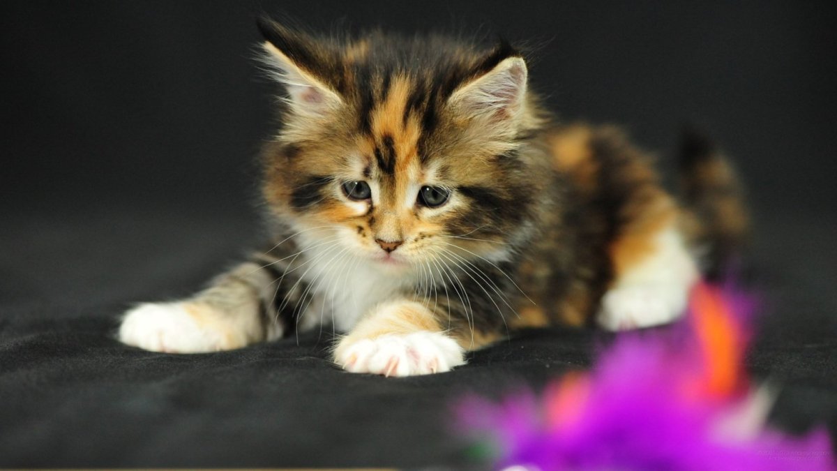 Трёхцветная кошка Арлекин