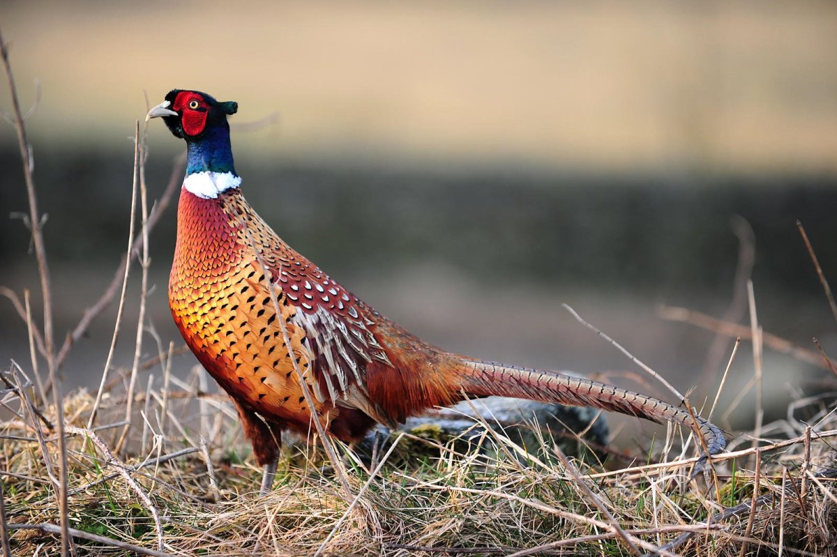 Фазаны в дикой природе