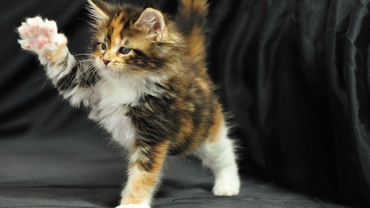 Кошка породы Калико