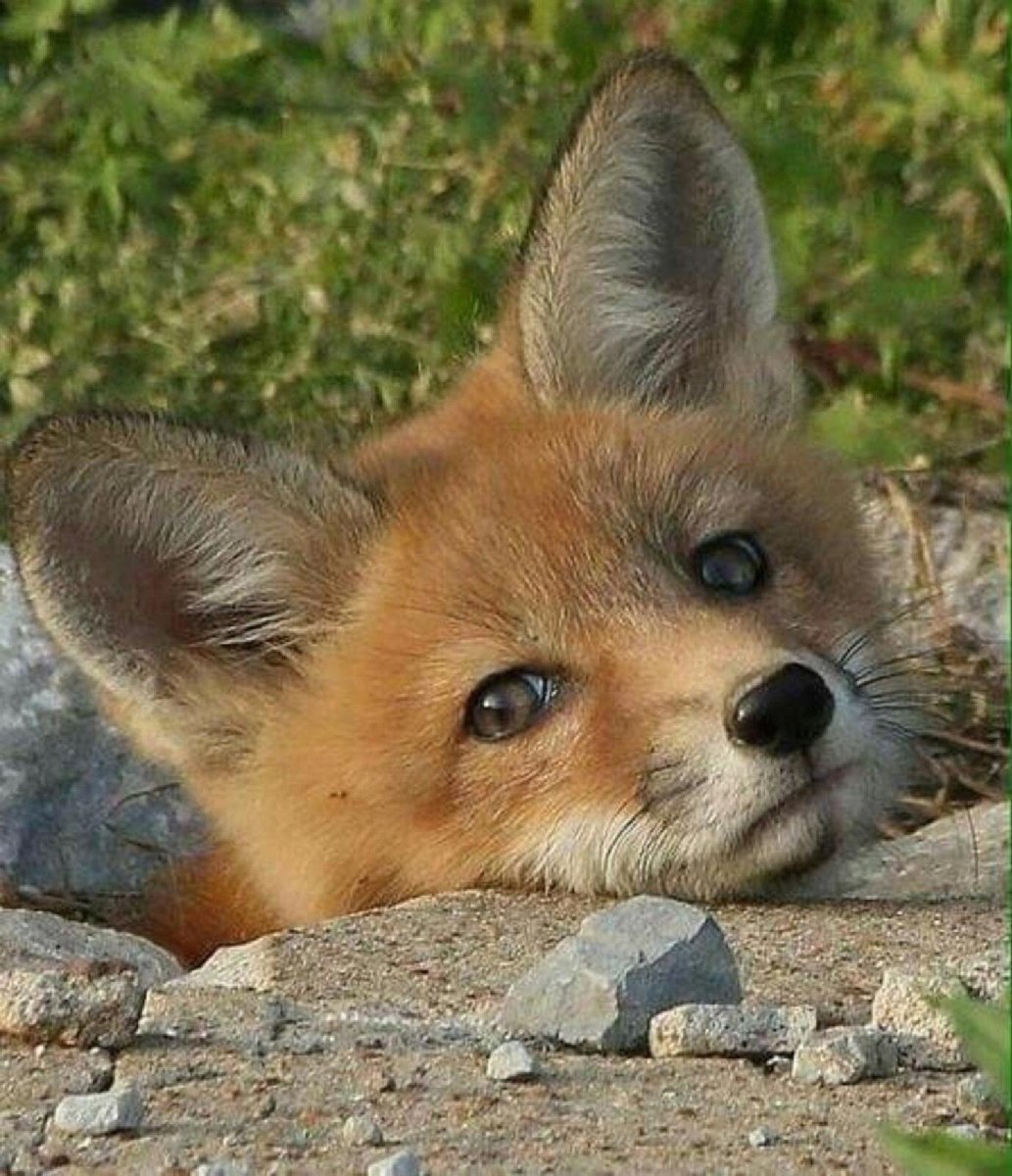 Красивый Лисенок