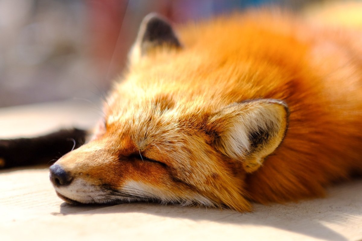 Милые лисички