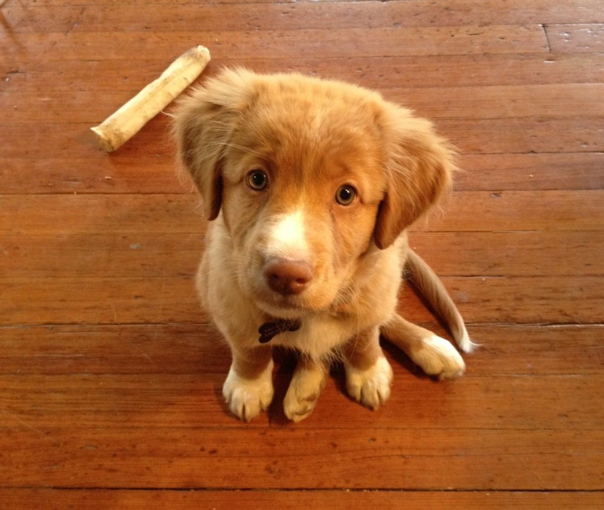 Новошотландский ретривер