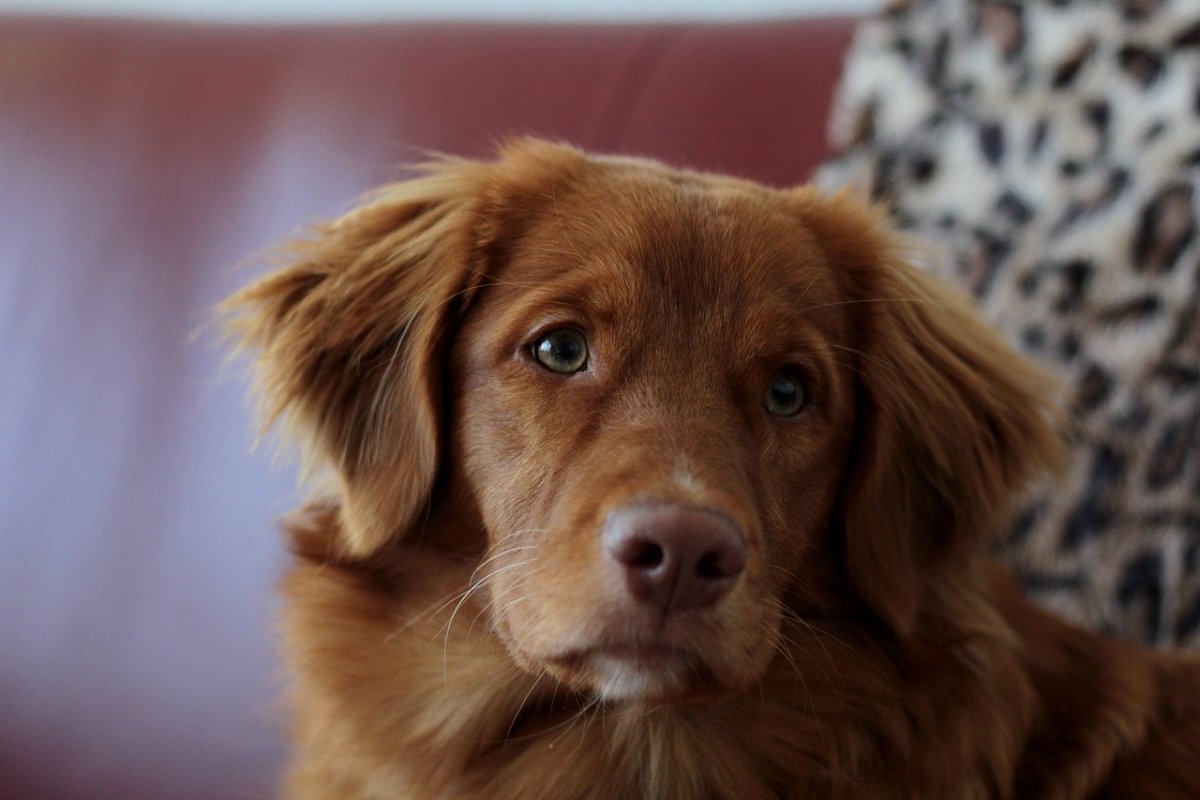 Новошотландский ретривер щенки