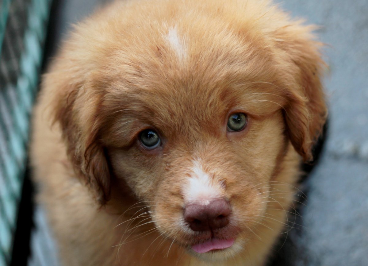 Новошотландский ретривер метис