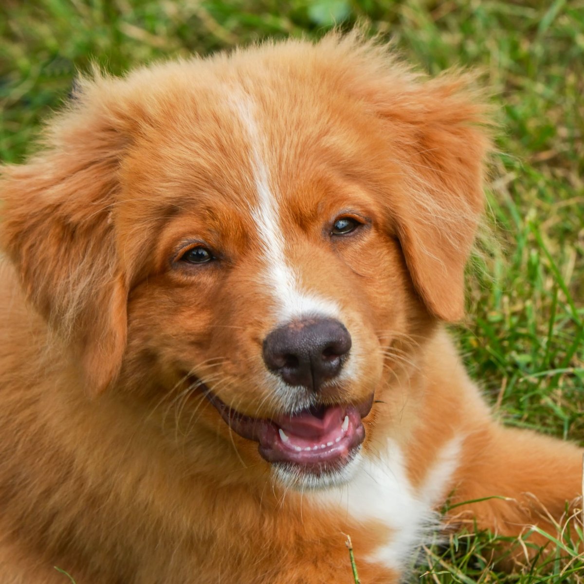 Новый шотландский ретривер