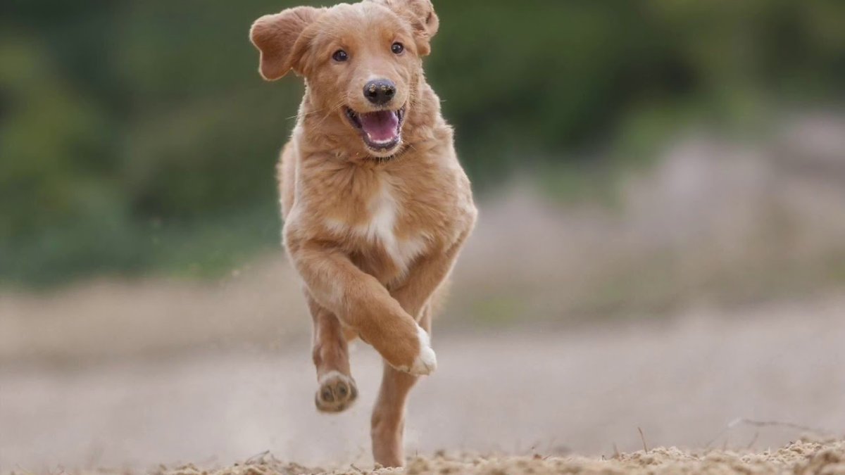 Ретривер рыжий Новошотландский