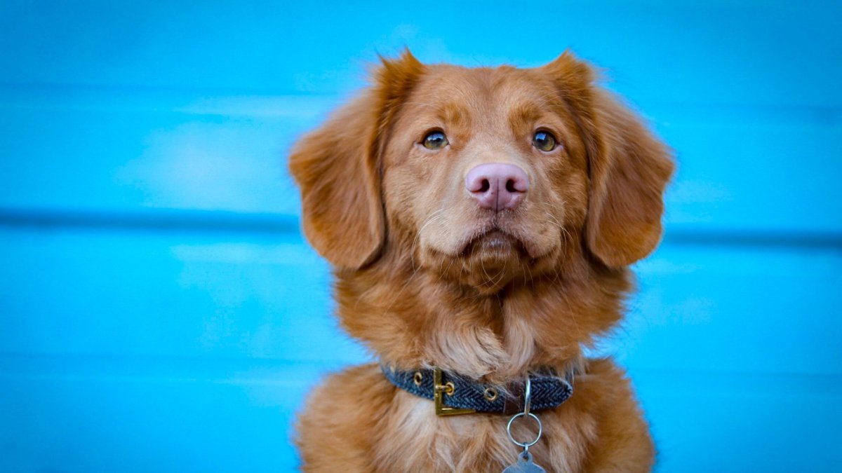 Новошотландский ретривер щенки