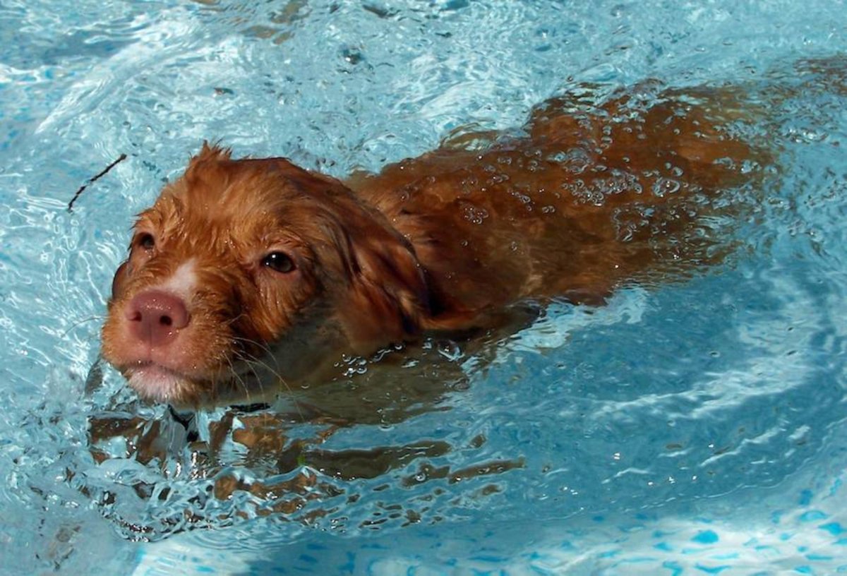 Толлер рыжий