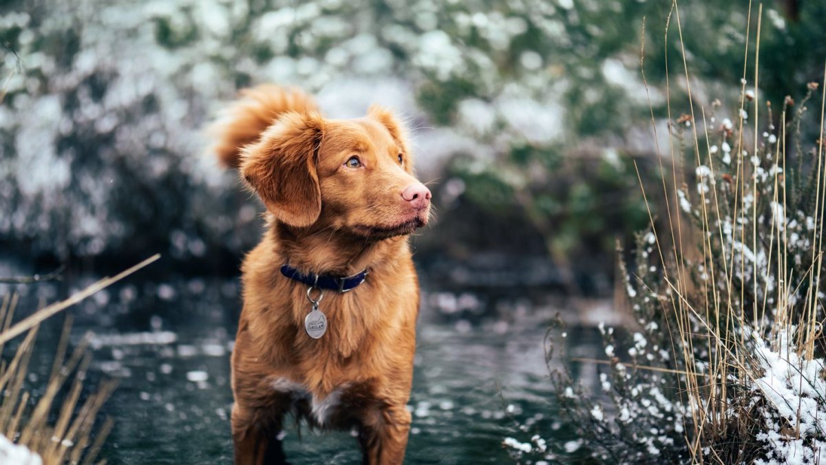 Новошотландский ретривер инди