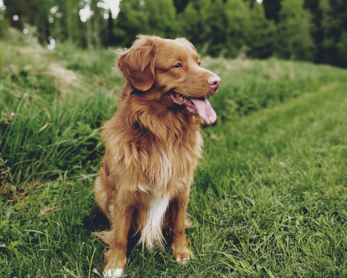 Новошотландский ретривер длинношерстный