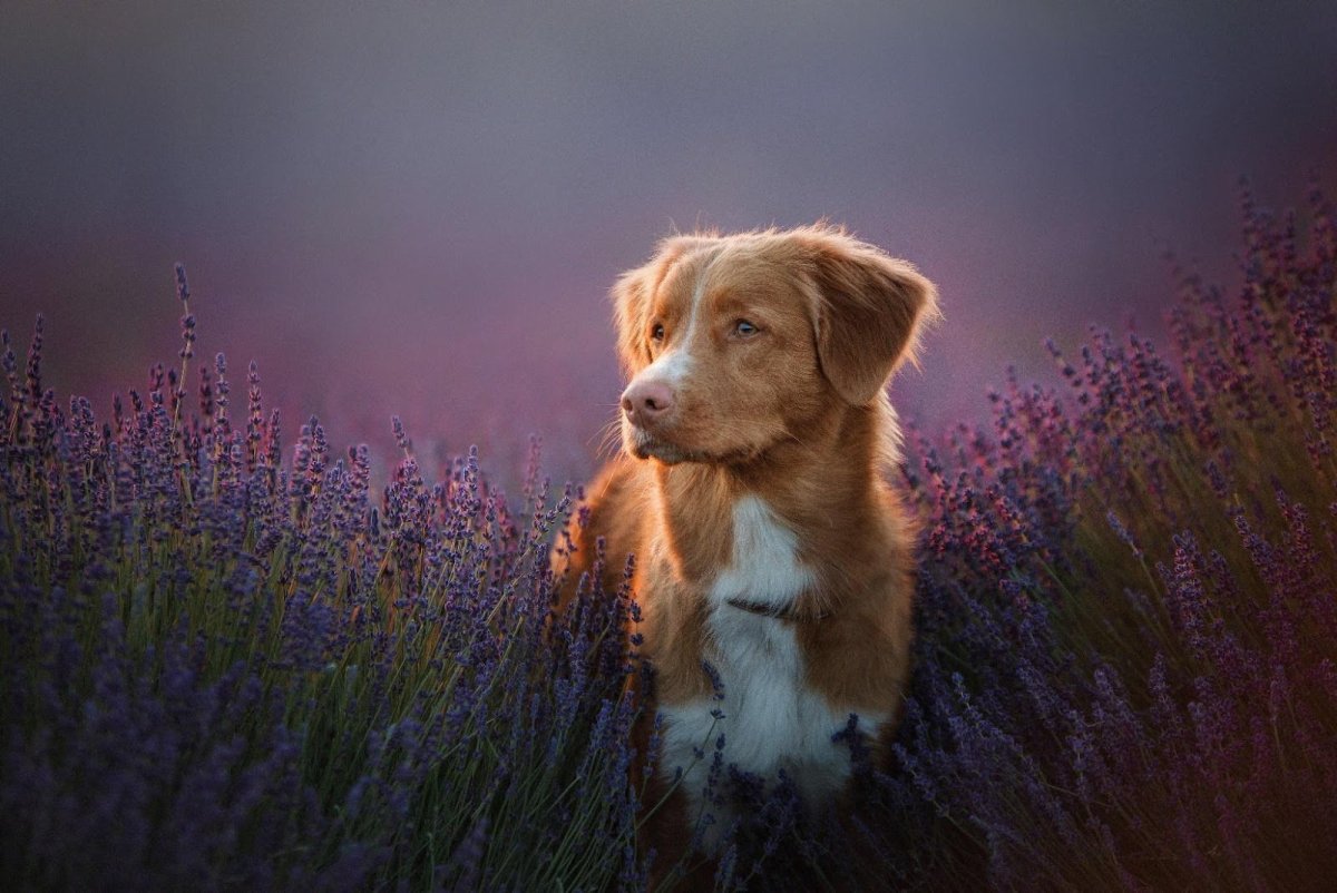 Собака в лаванде