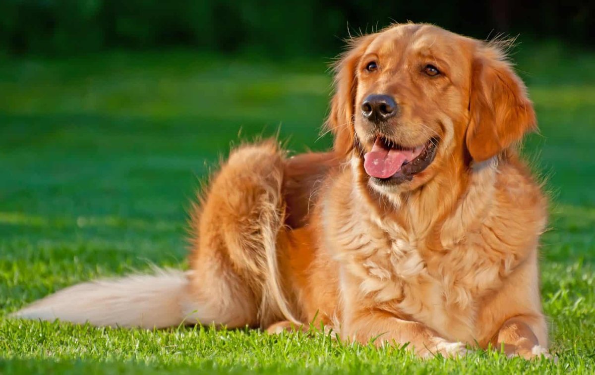 Новошотландский ретривер хвост