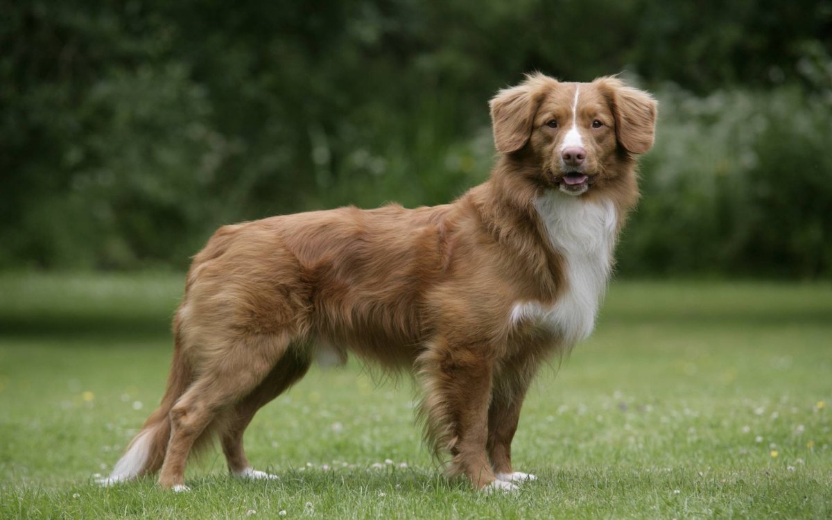 Толлер собака Пинтерест