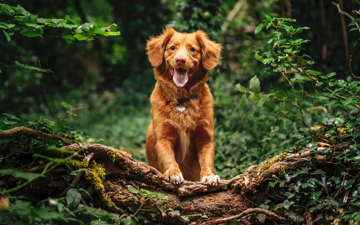 Новошотландский ретривер вязка