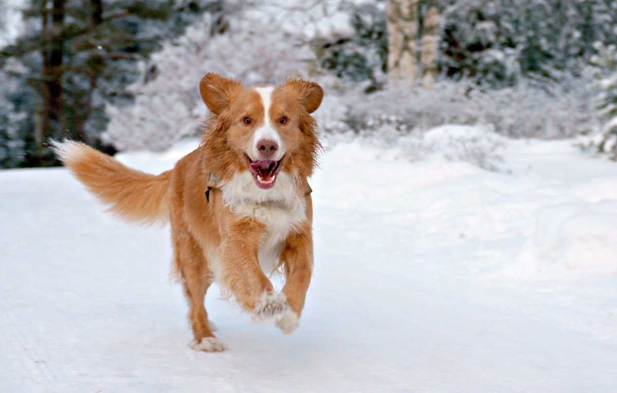 Обои толлер