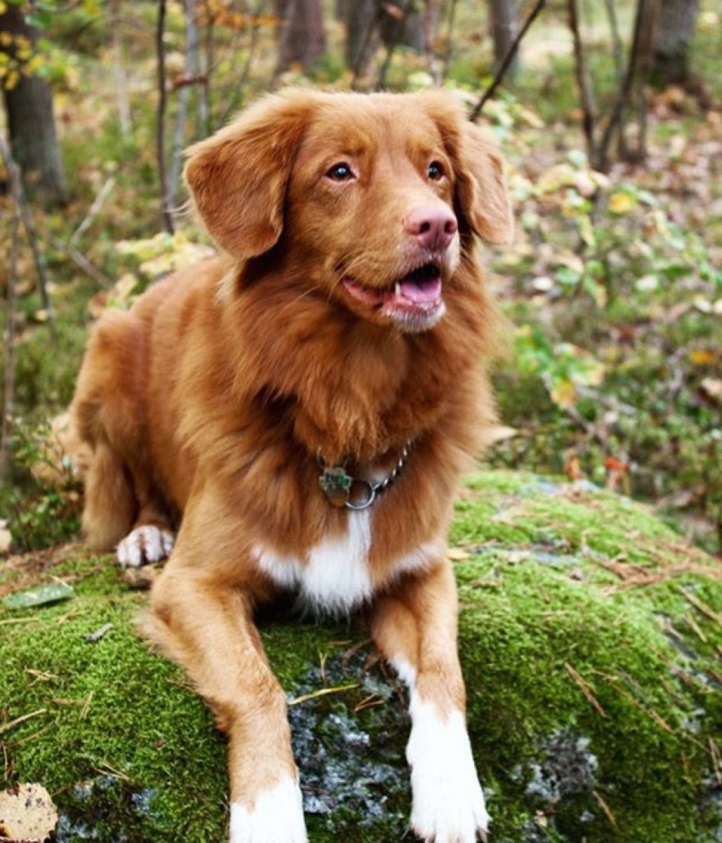 Новошотландский ретривер пузырь