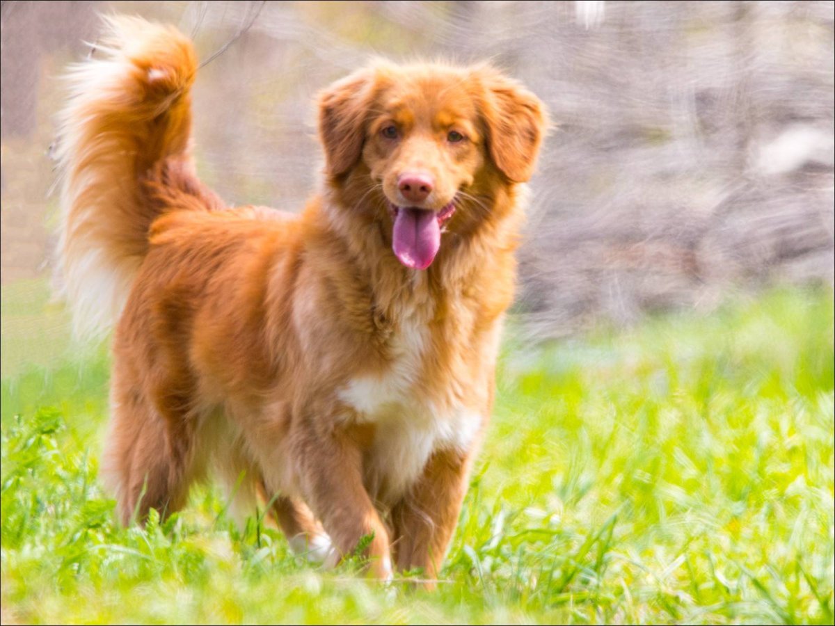 Толлер бежит