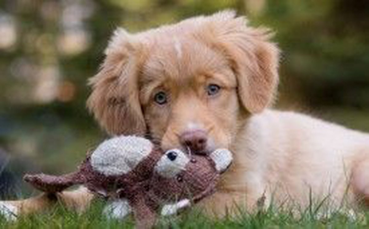 Новошотландский ретривер бежит