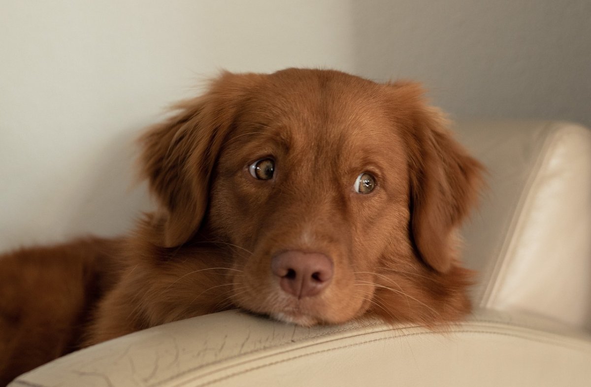 Новошотландский ретривер щенки