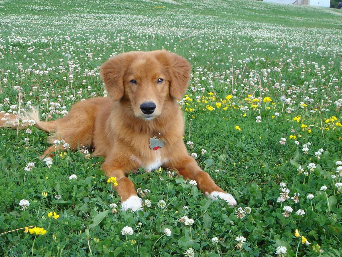 Порода собак плавучие