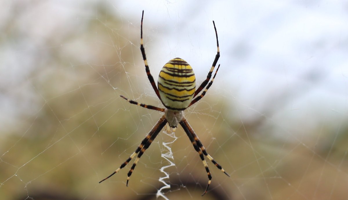 Argiope aetheroides