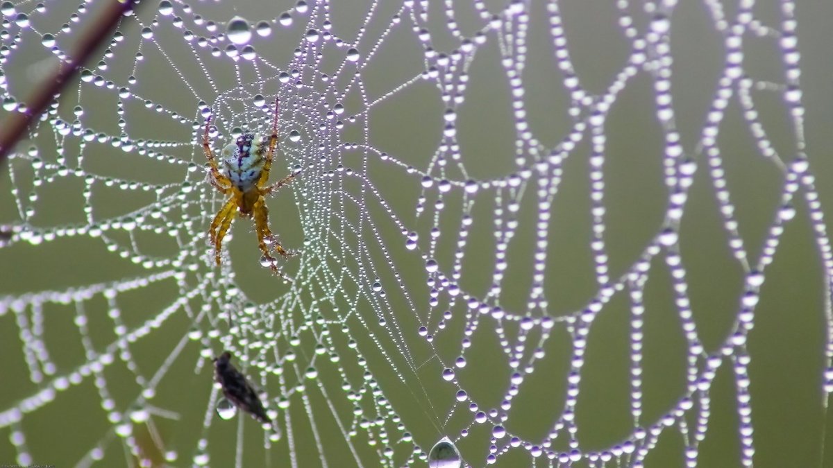 Паутина паука тенетника