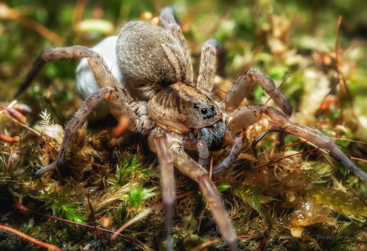 Южнорусский Тарантул крестовик