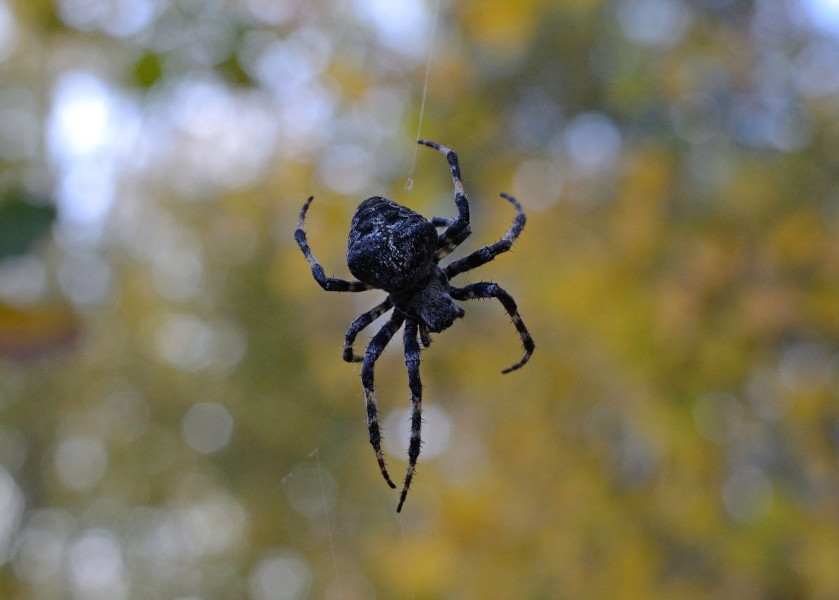 Мизгирь паук домашний