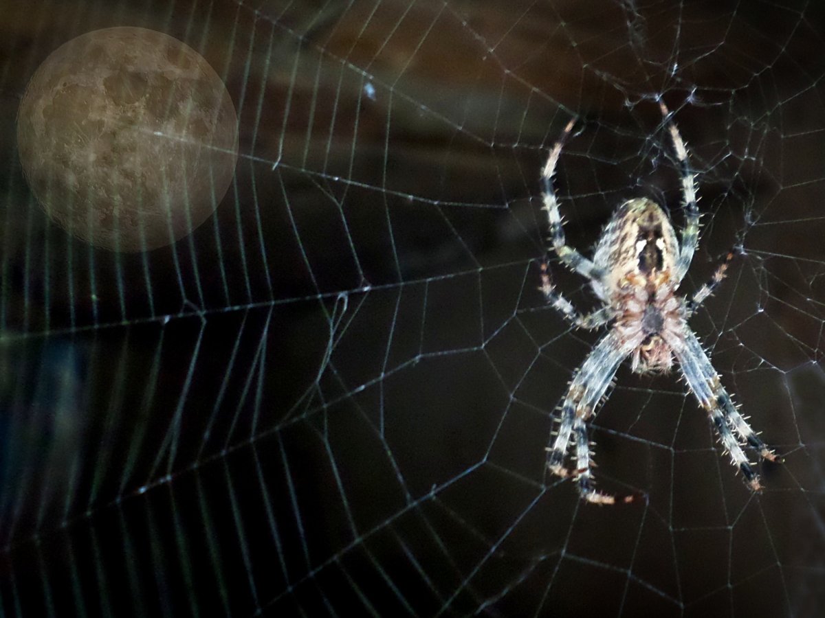 Araneus diadematus - крестовик