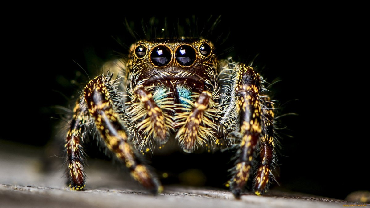 Красивые пауки на рабочий стол