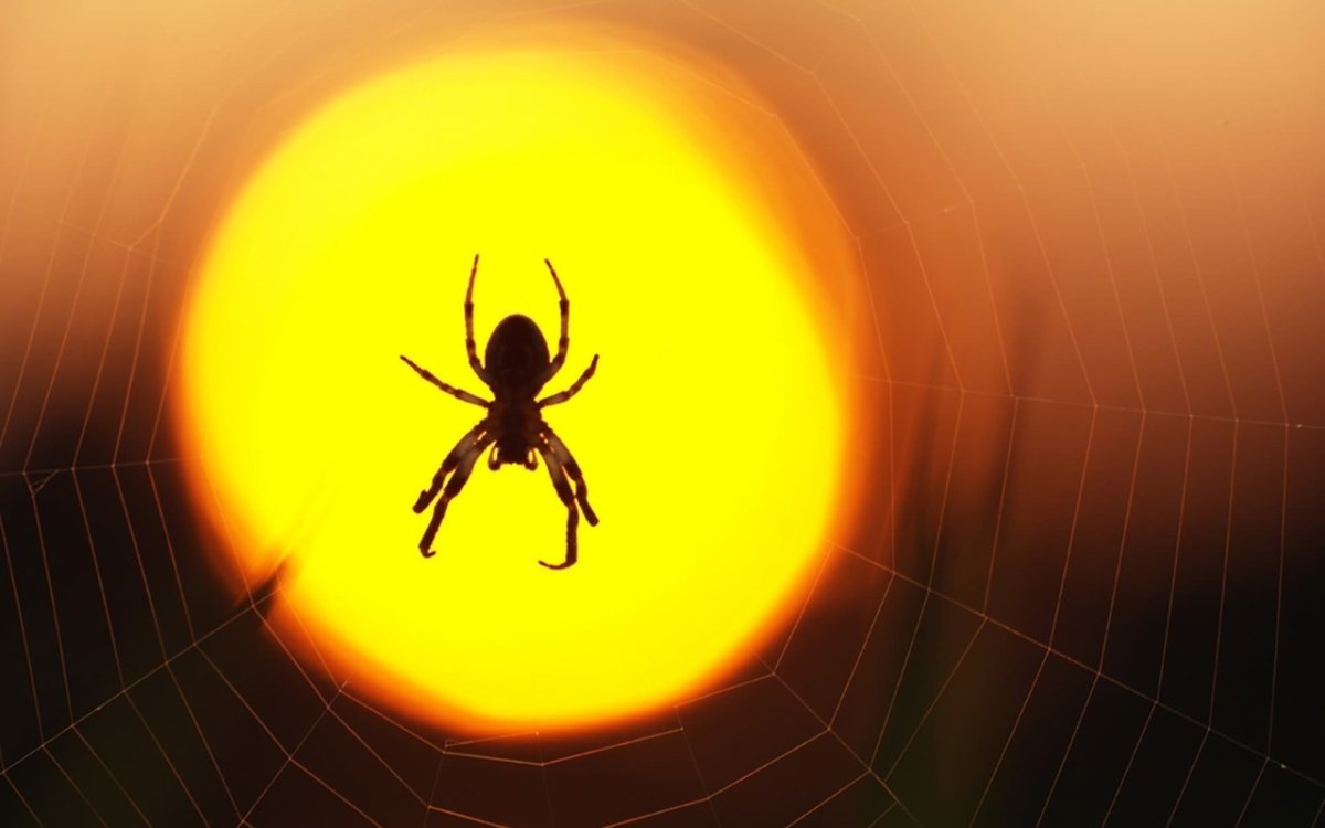 Обои на рабочий стол паук