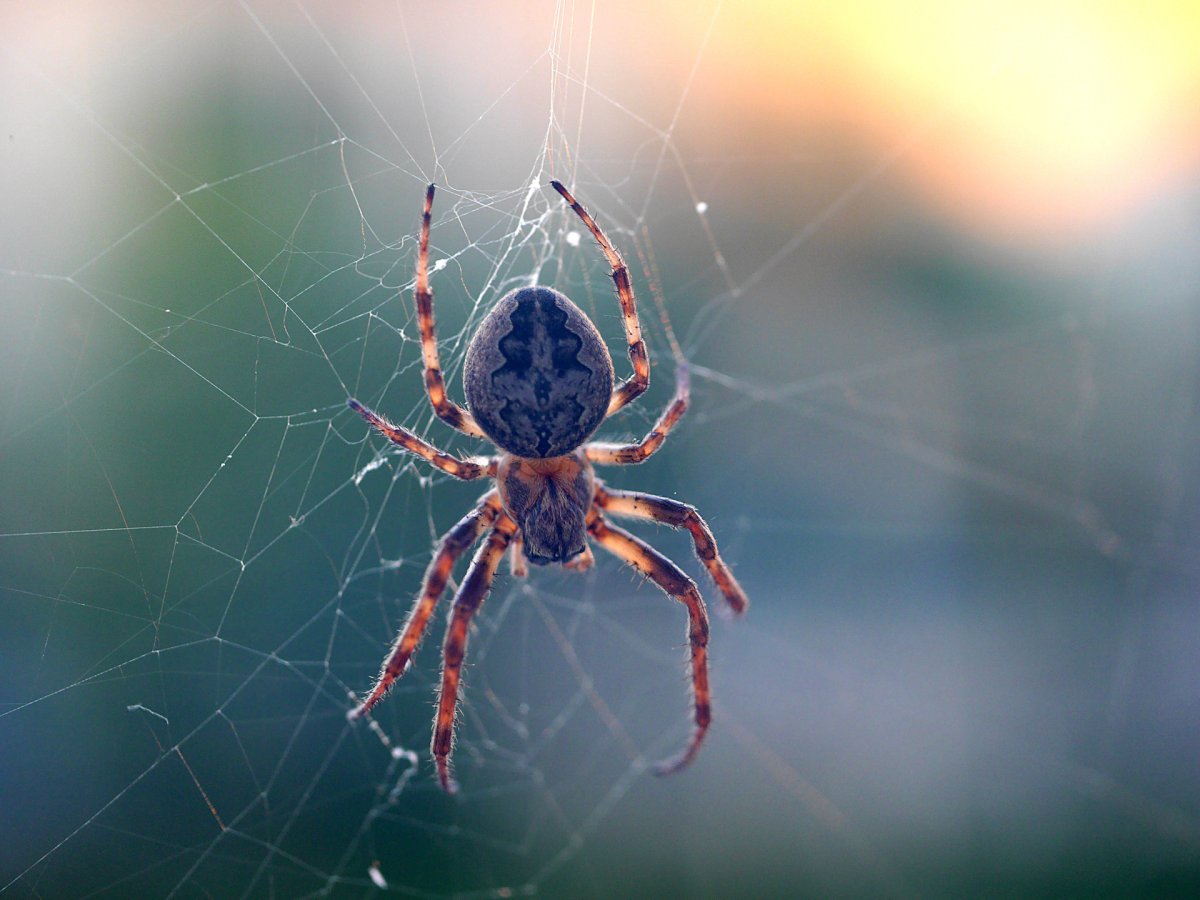 Славянский гороскоп по годам