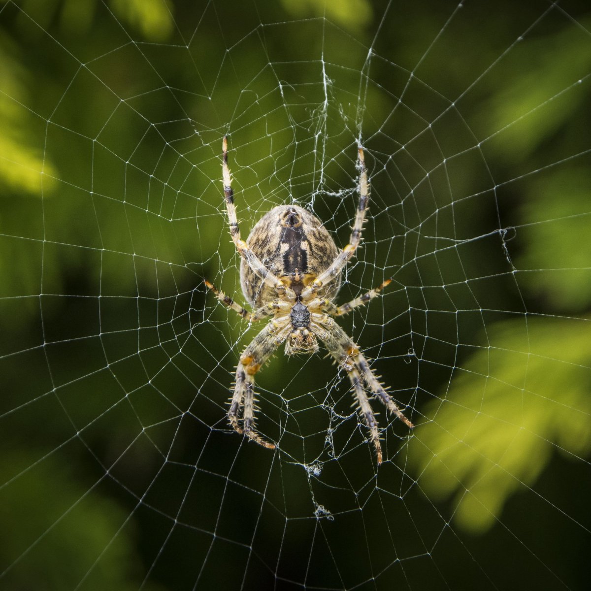 Ловчая сеть паука крестовика