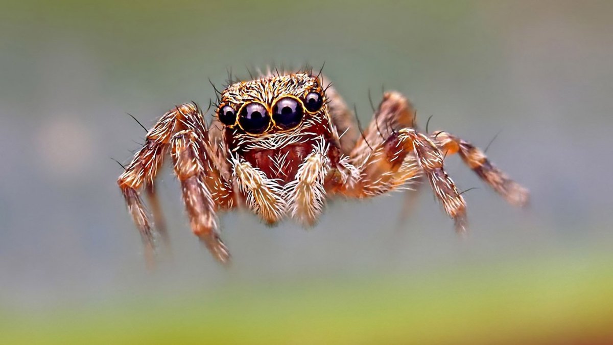 Selenobrachys Orphnaecus philippinus