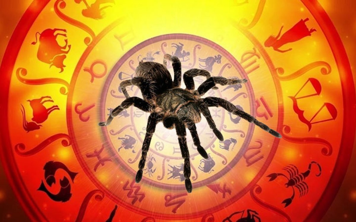 Прядущий Мизгирь паук 2021