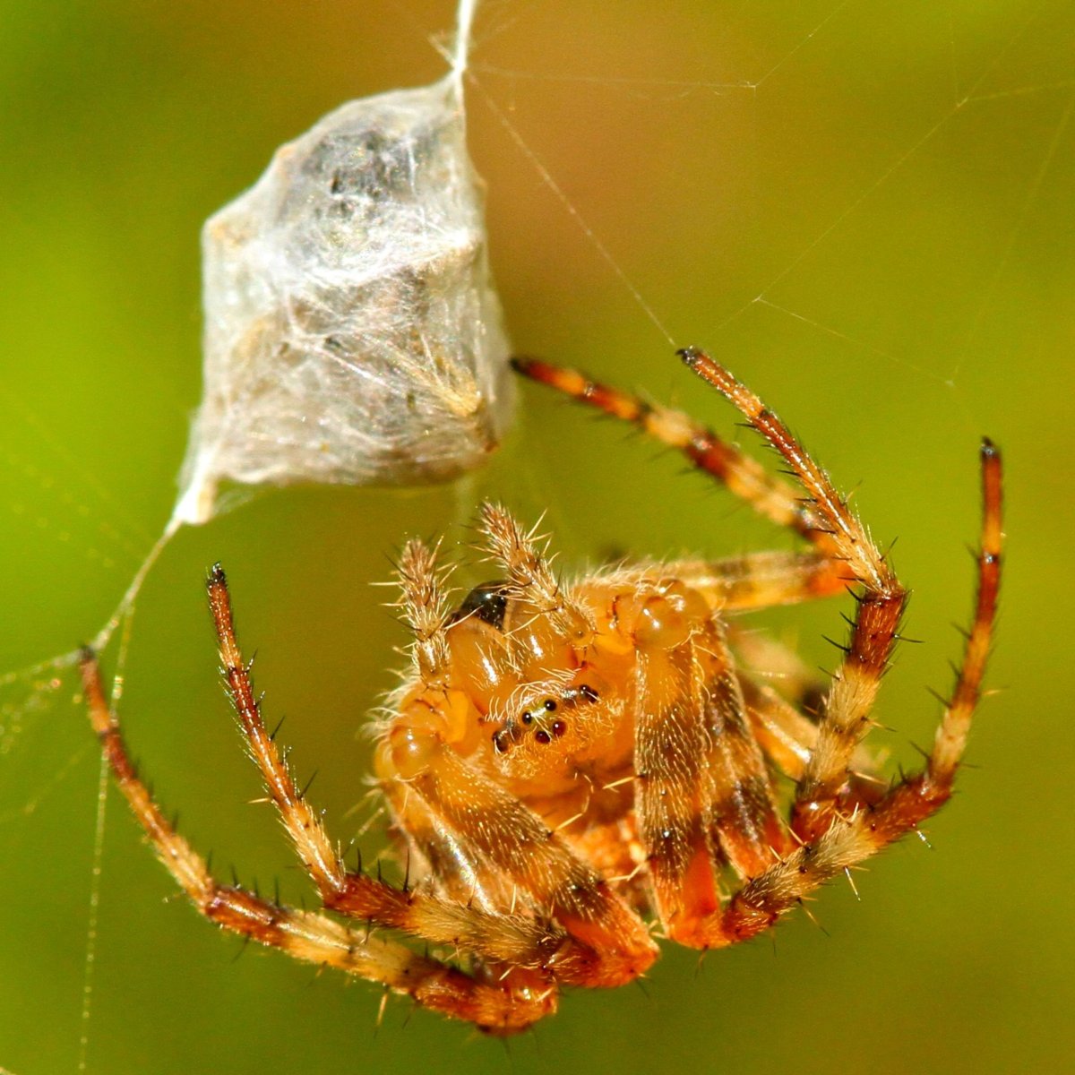 Укус коричневого паука отшельника