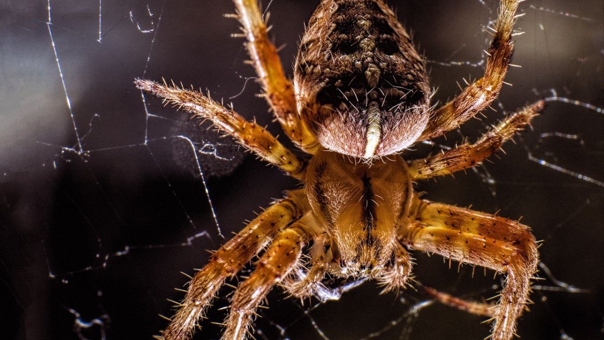 Мизгирь паутина