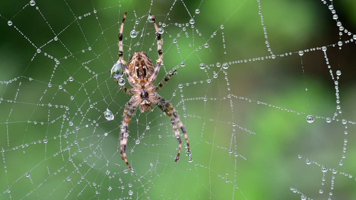 Паук Мизгирь маленький