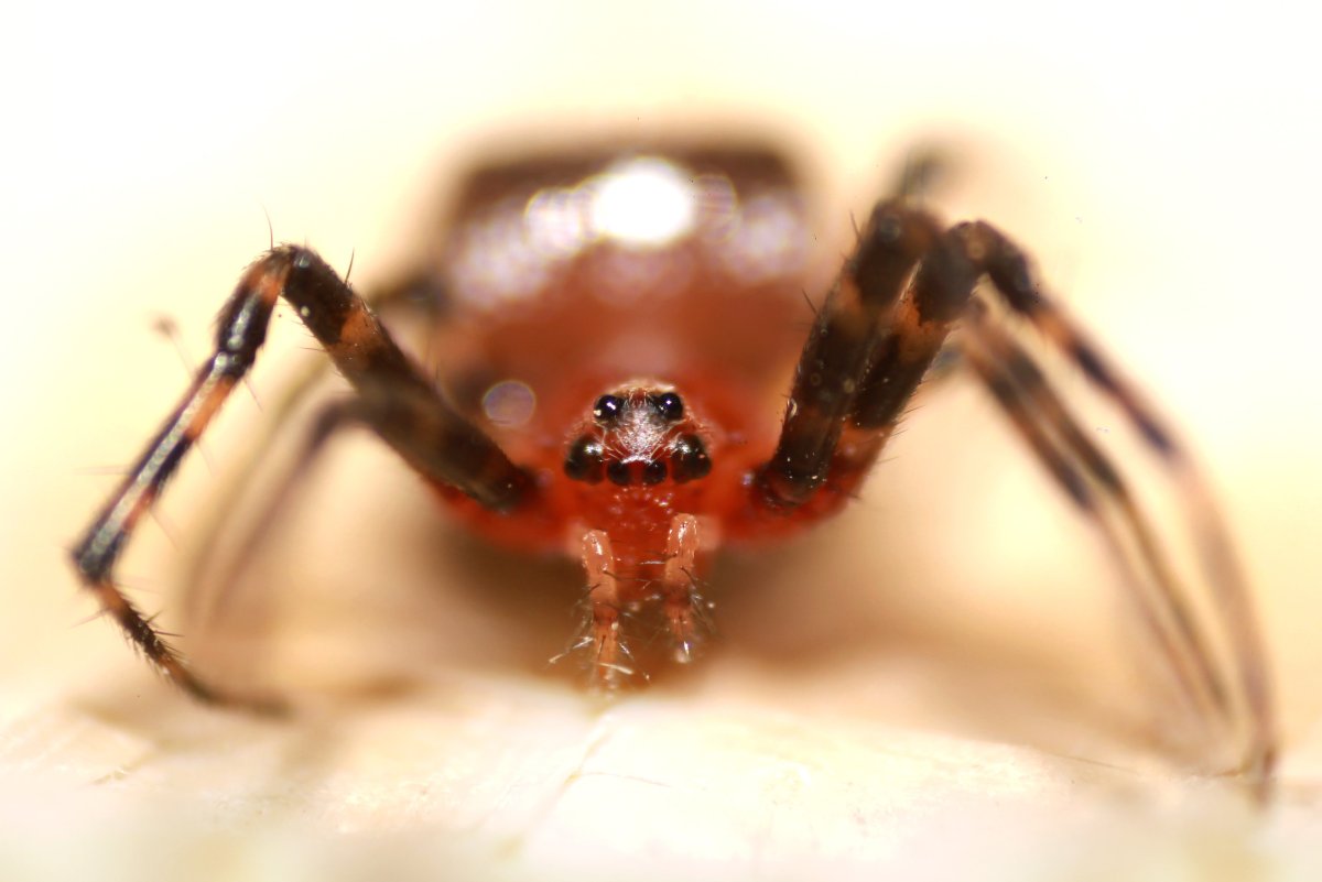 Оранжевый паук крестовик