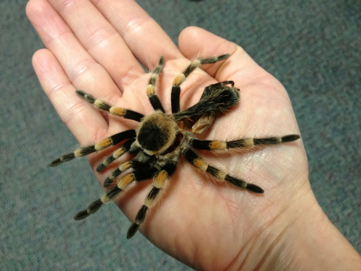 Арагог паук