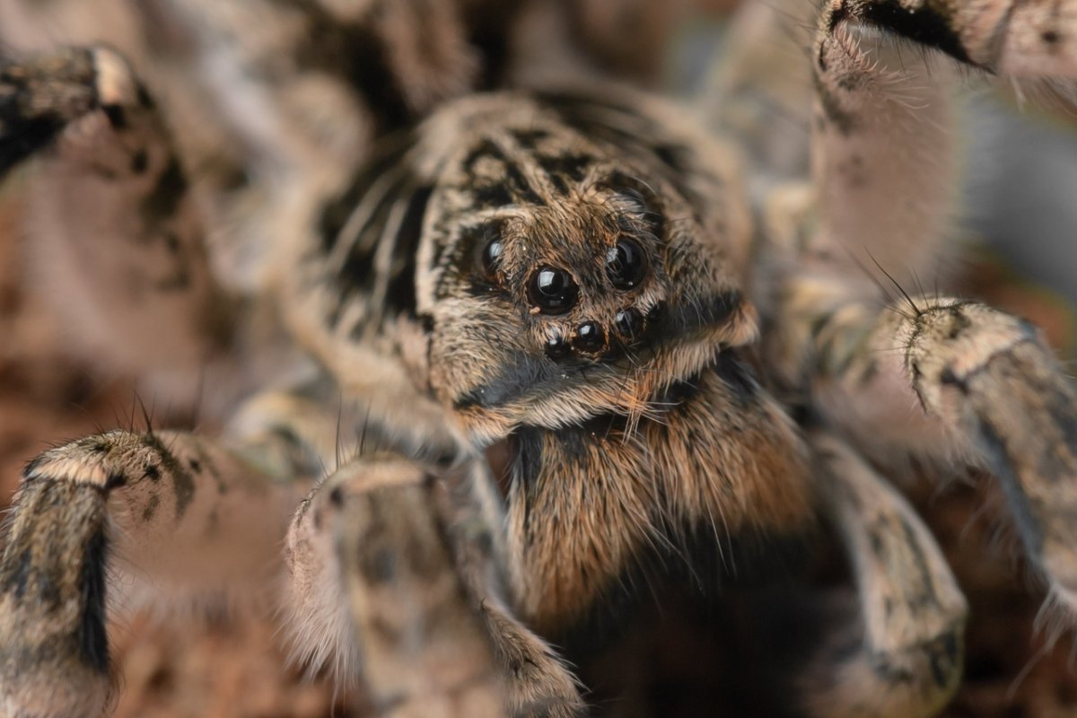 Мизгирь паук