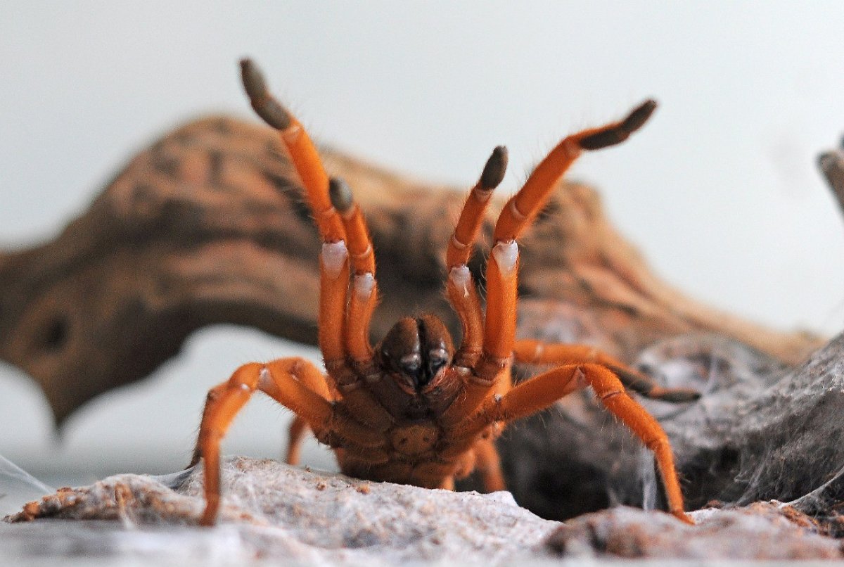 Araneus alsine паук