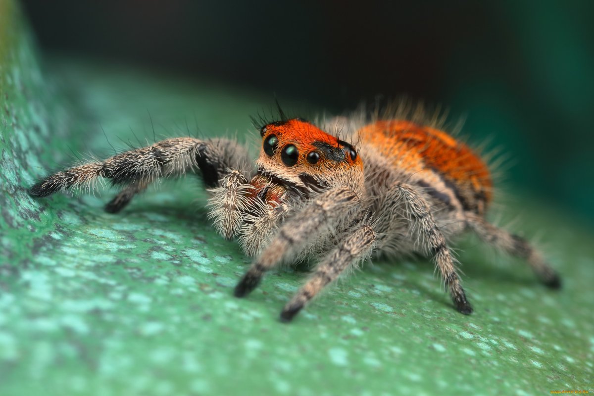 Pterinochilus murinus