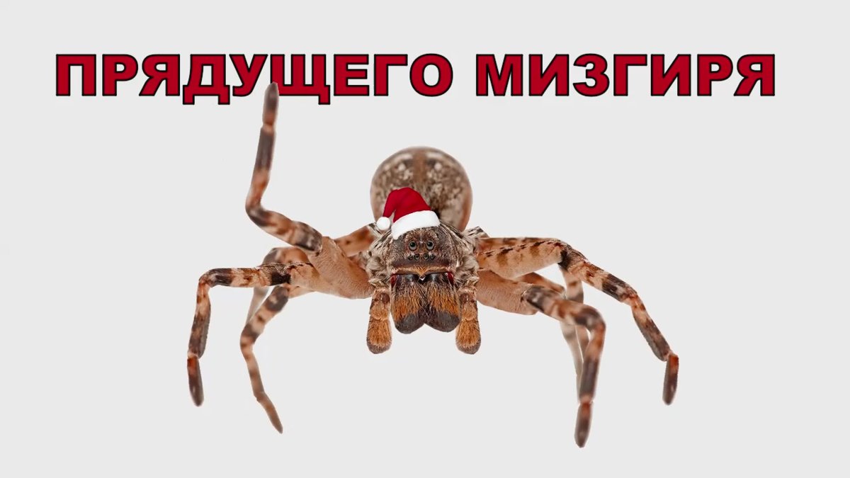 Мизгирь паутина