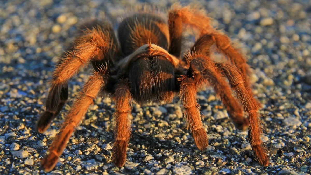 Беспозвоночные паукообразные