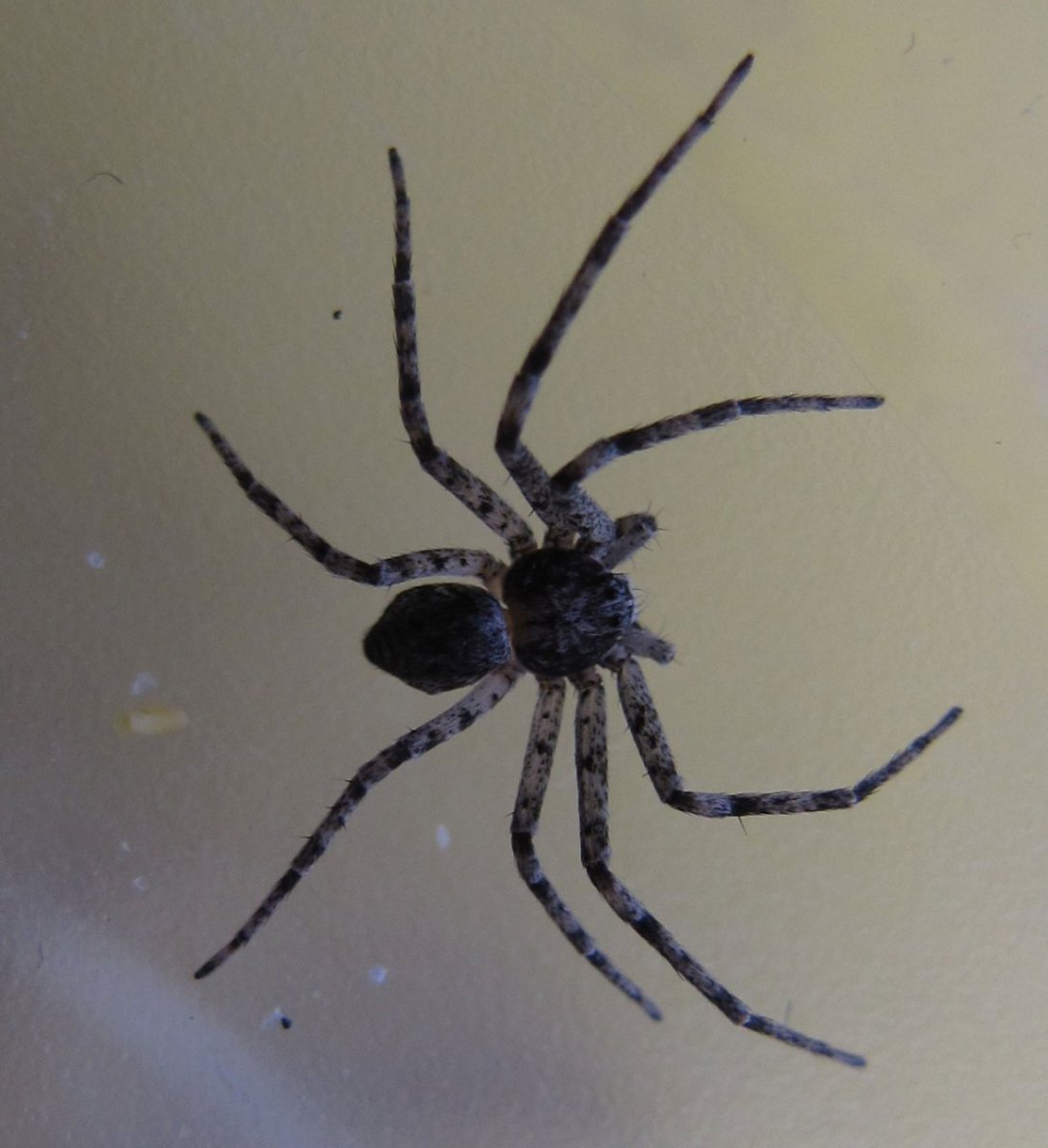 Araneus diadematus - крестовик