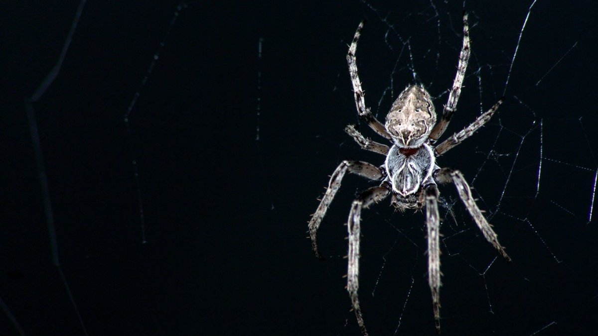 Прядущий Мизгирь по славянскому календарю