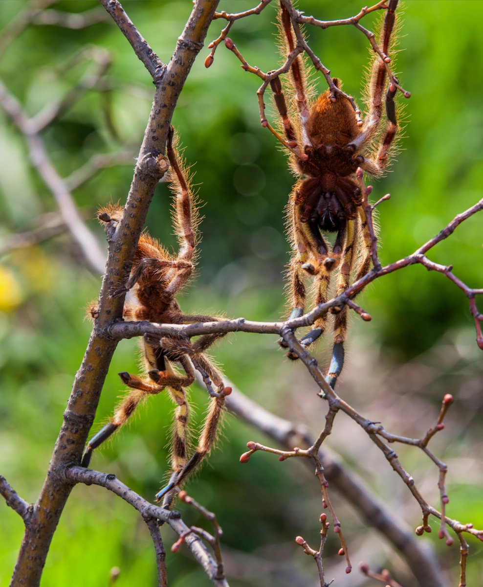 Pterinochilus murinus укус